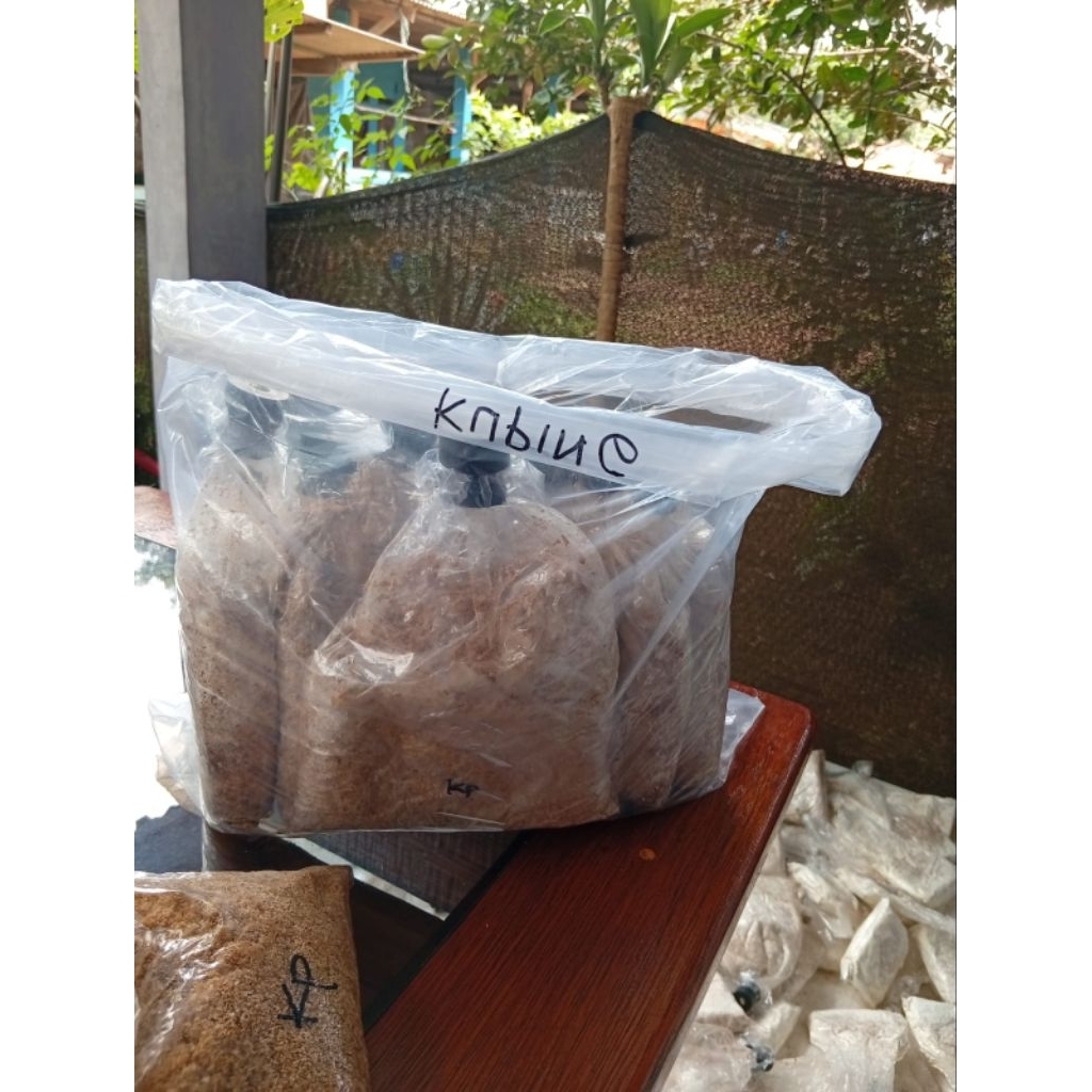 Bibit jamur kuping f2 murah berkualitas