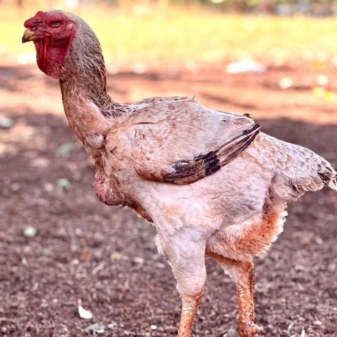 TELUR AYAM INDIO GIGANTE ORI UNTUK DITETASKAN