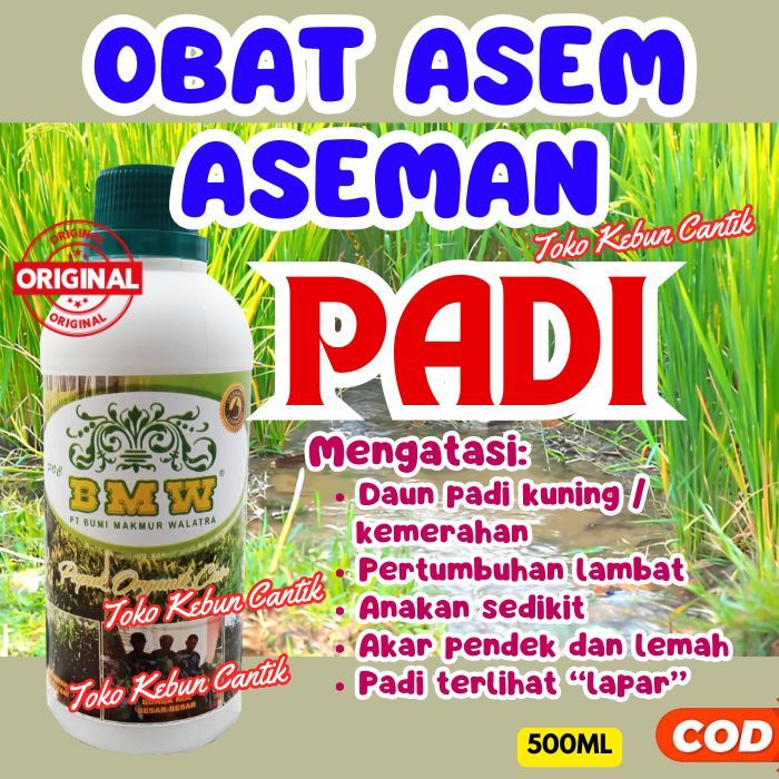POC BMW Pupuk Cair Padi Rawa | Sawah Asam Pulih & Subur