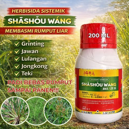 Herbisida Sistemik Selektif Shashou Wang Merah Sangat Ampuh Mengatasi Rumput Grinting Jawan Lulangan