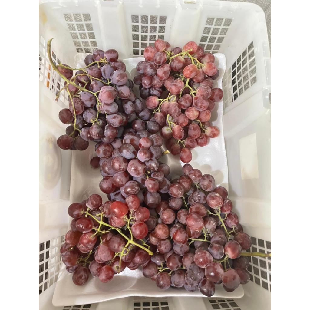 Buah Anggur merah/buah anggur/anggur segar