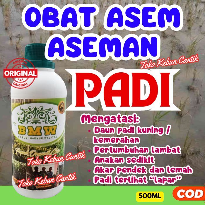 POC BMW Pupuk Organik Cair | Solusi Padi Rawa Kerdil & Menguning