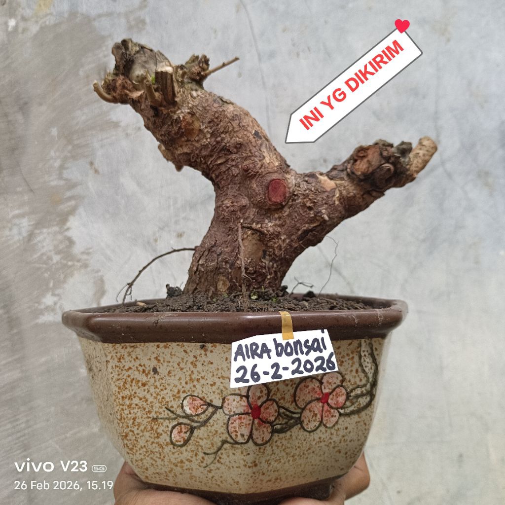 bahan bonsai asem malaka dongkelan