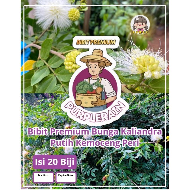 Bibit Pilihan Bunga Kaliandra Putih Kemoceng Peri | Biji Benih Bunga Calliandra Powderpuff | Bunga K