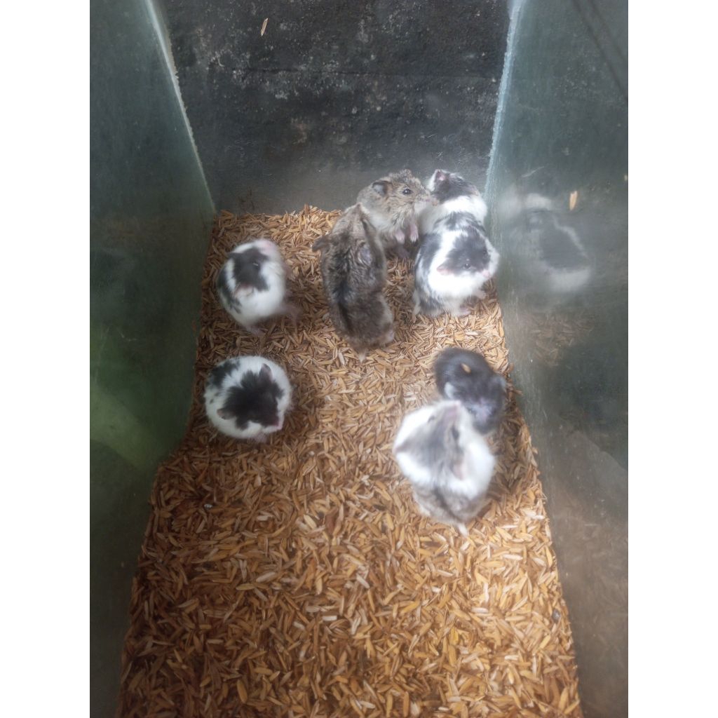 indukan hamster campbell betina