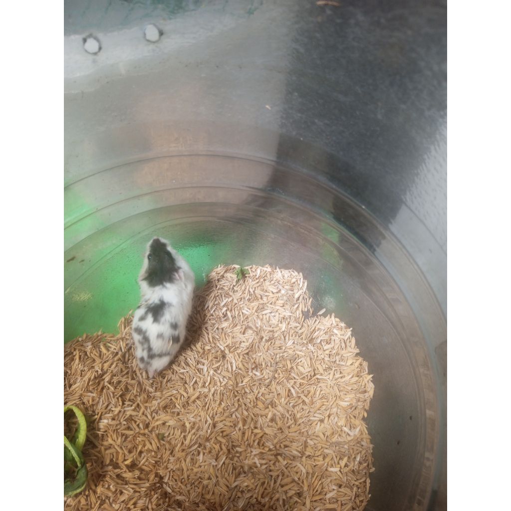 indukan hamster campbell jantan