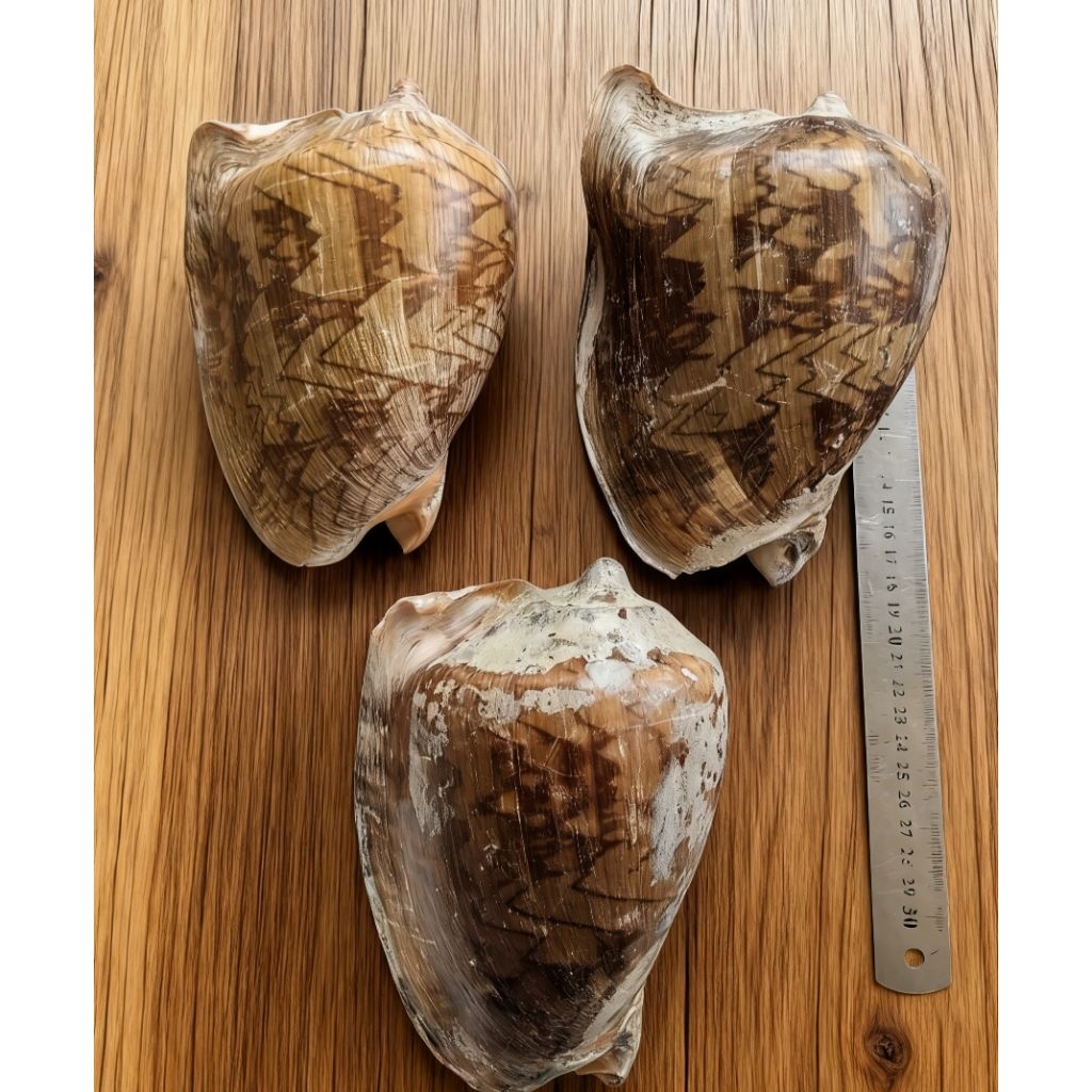 cangkang kerang pinang/ kerang jumbo