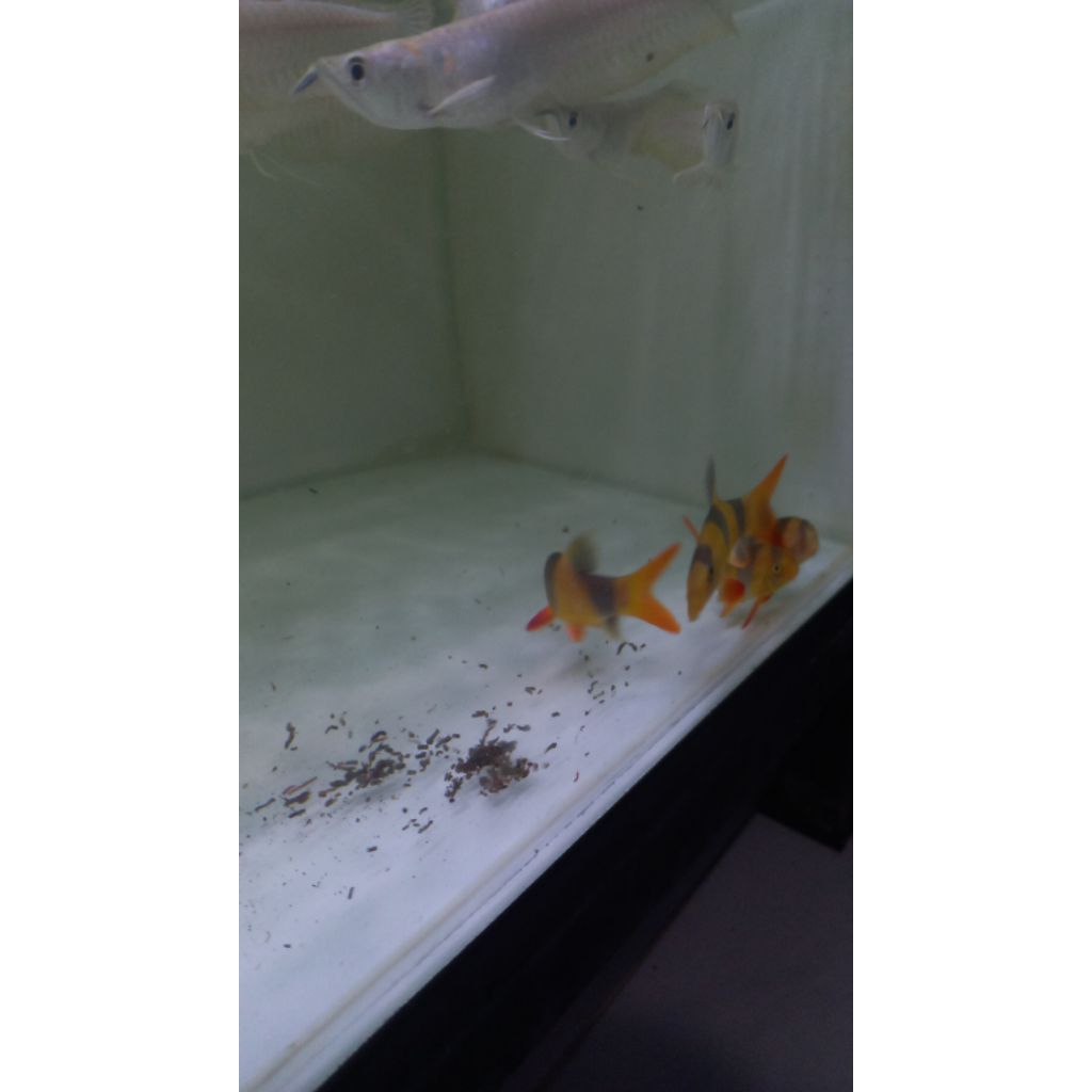 Botia borneo belang size 10 cm. borneo botia belang