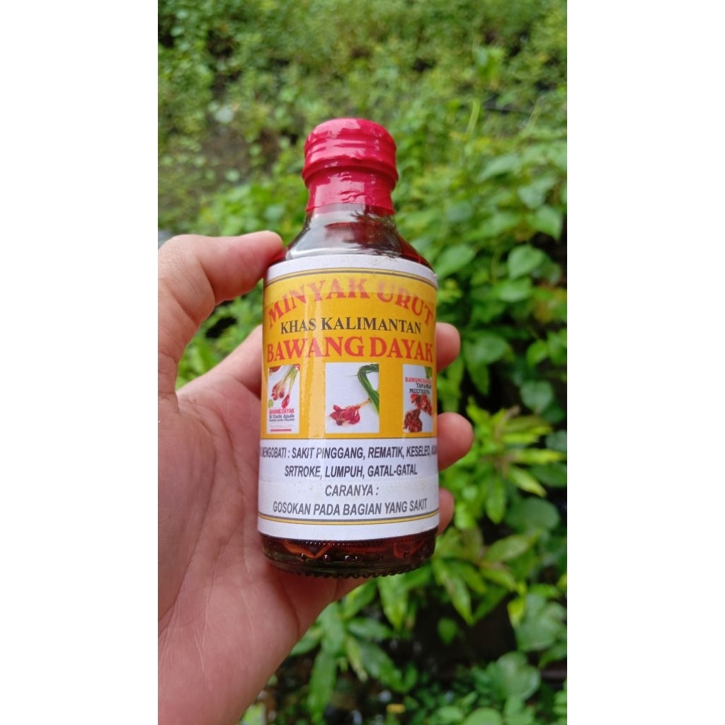 Minyak urut bawang Dayak asli Kalimantan