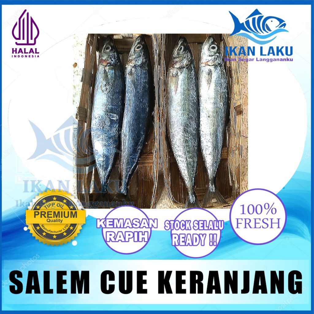 Ikan Laku – Ikan Cue Keranjang Fresh Premium — Ikan Salem Layang Cue Siap Masak Daging Lembut