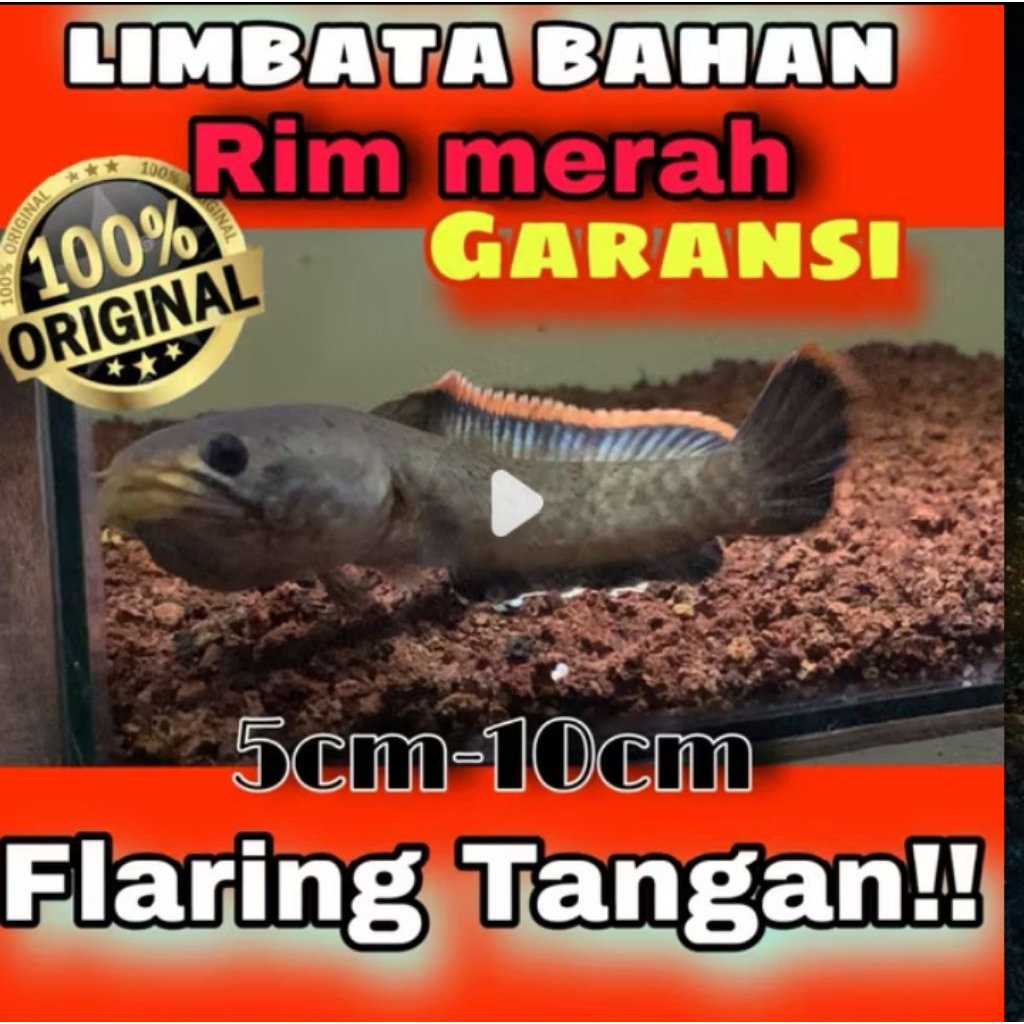 Channa Limbata Red Rim Gunung Arjuno 10 ekor