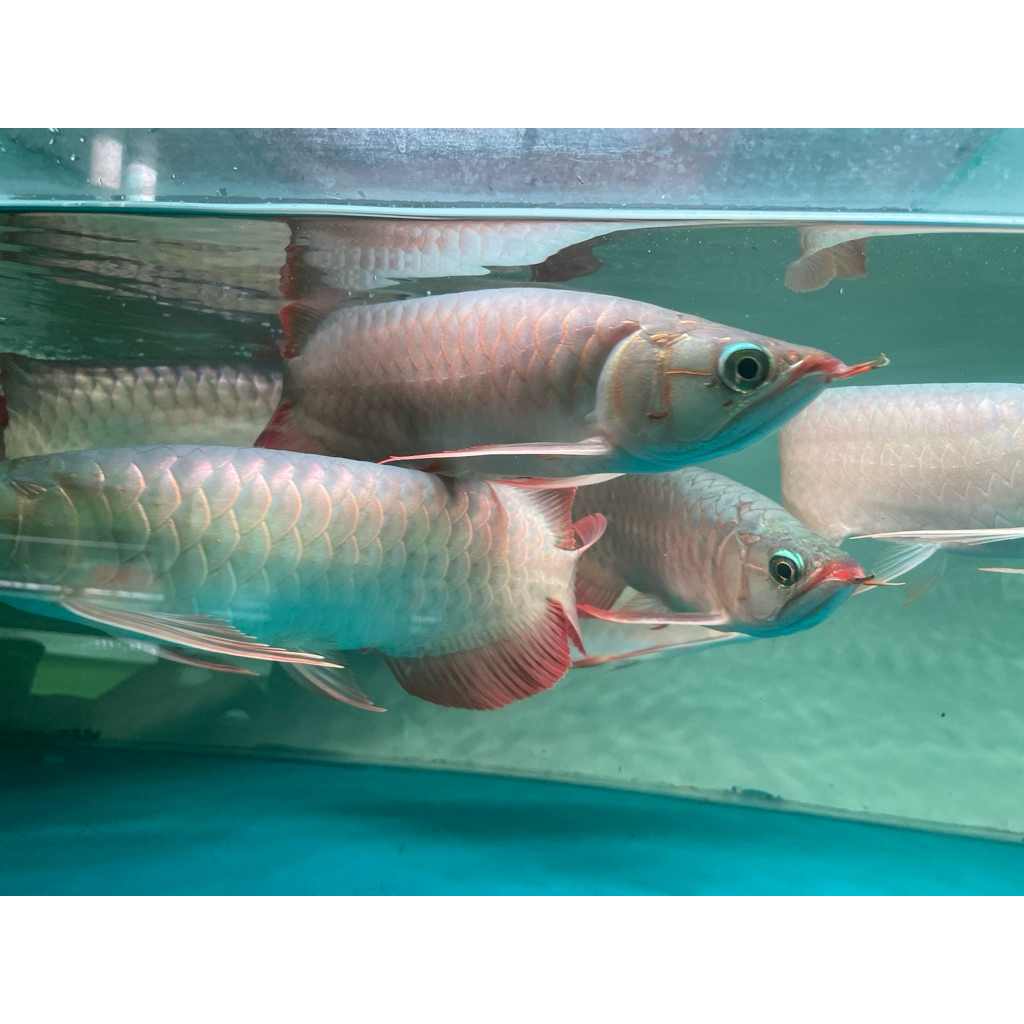SUPER RED AROWANA/ARWANA 30cm+ LENGKAP CERTI CHIP