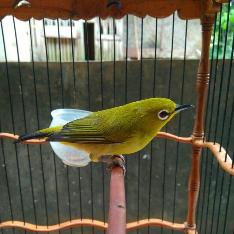 Pleci Dakun Jatim Pleci Pacitan Pilihan Jantan Rajin Bunyi