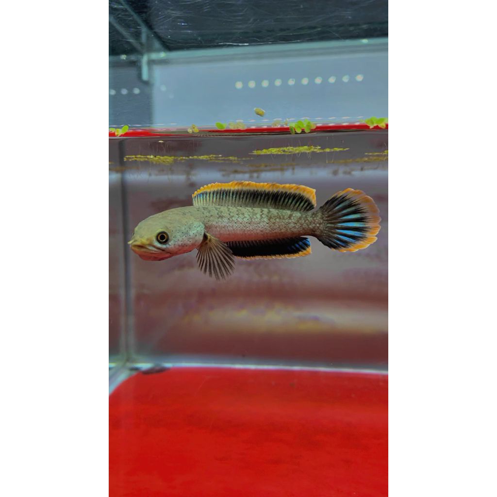 limbata premium uk 10-15 cm