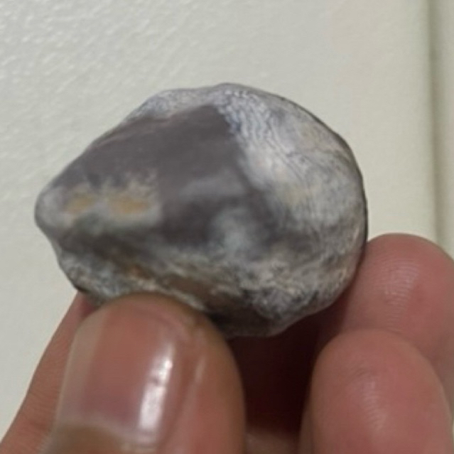 MUNCANG KEMIRI JENIS ADU JAWAAN SI ASOR