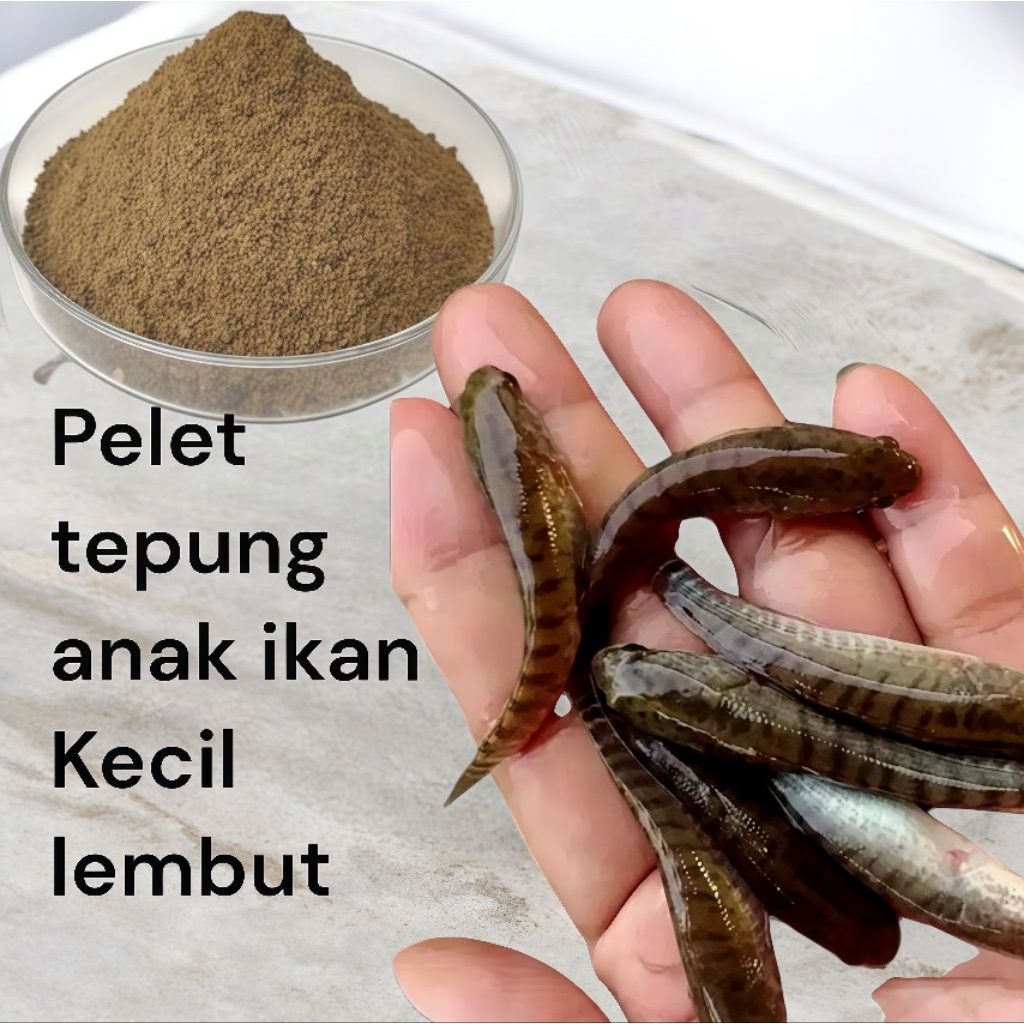 Pakan Anak Ikan Gabus Dan Chana Pelet Apung Untuk Anakan Ikan kecil