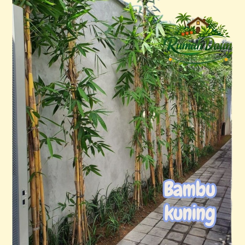 tanaman untuk pagar bambu kuning - pohon bambu  kuning