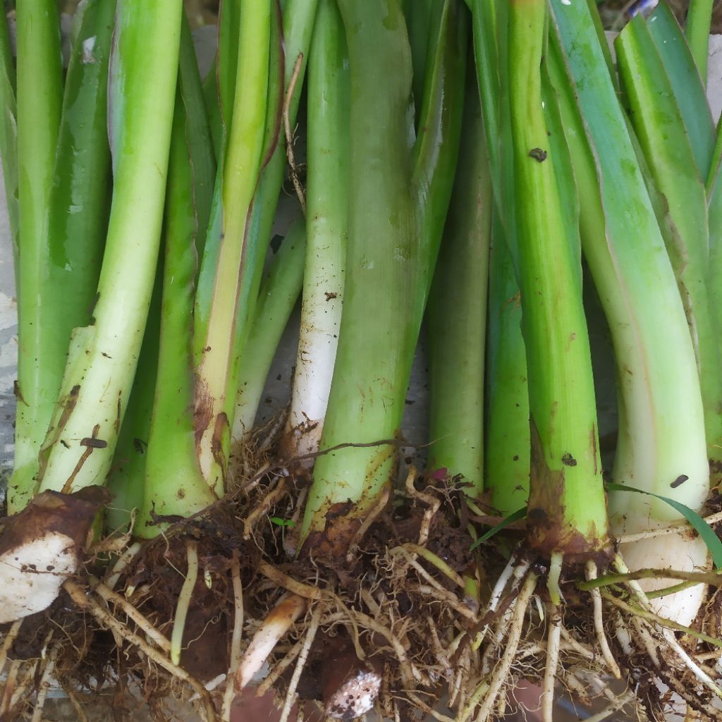 Bibit Talas BOGOR  Pratama JUMBO