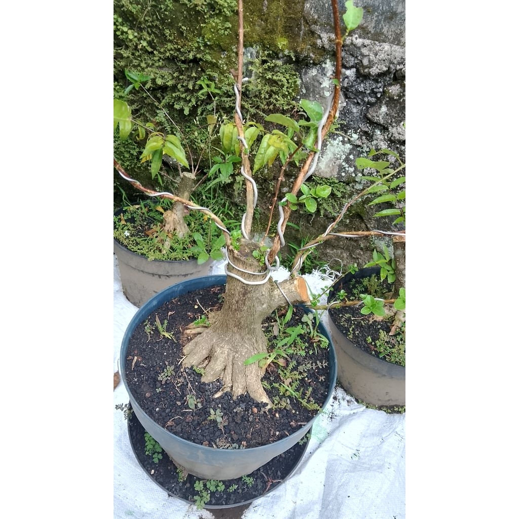 bahan bonsai sancang prospek prokar