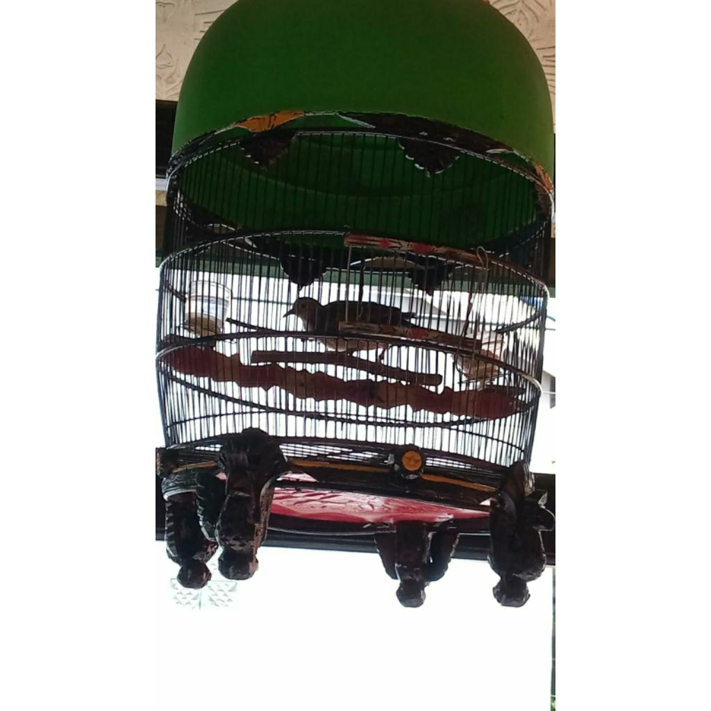 Perkutut Bangkok Bahan Lomba kode : B-31