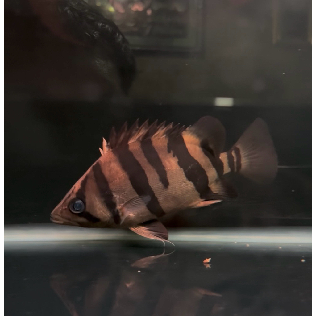 Ikan Datz Tiger Fish