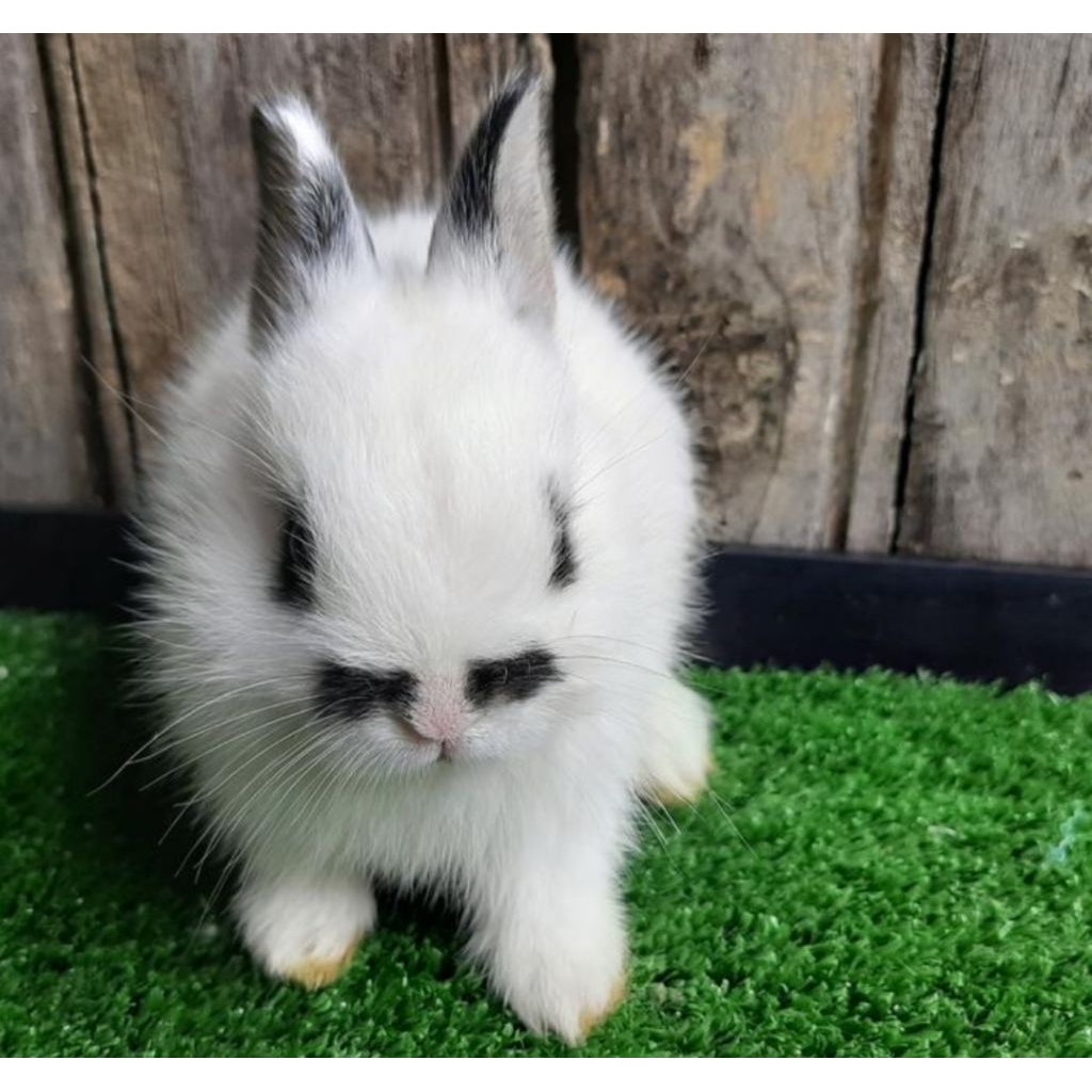 Kelinci Netherland Dwarf dwarf hotot