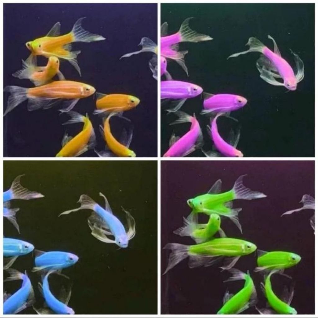 ikan hias danio slayer (10ekor)