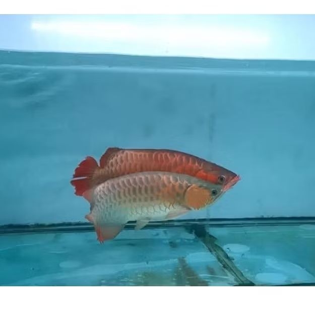 Sepasang Indukan Arowana Super Red - Ikan Hias Aquarium