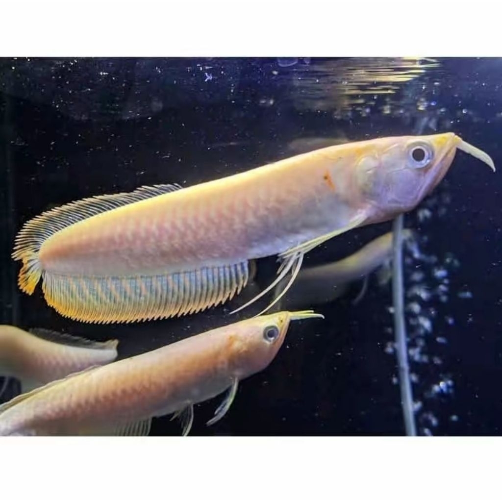 Arowana Silver Albino Berbagai Ukuran - Ikan Hias Aquarium