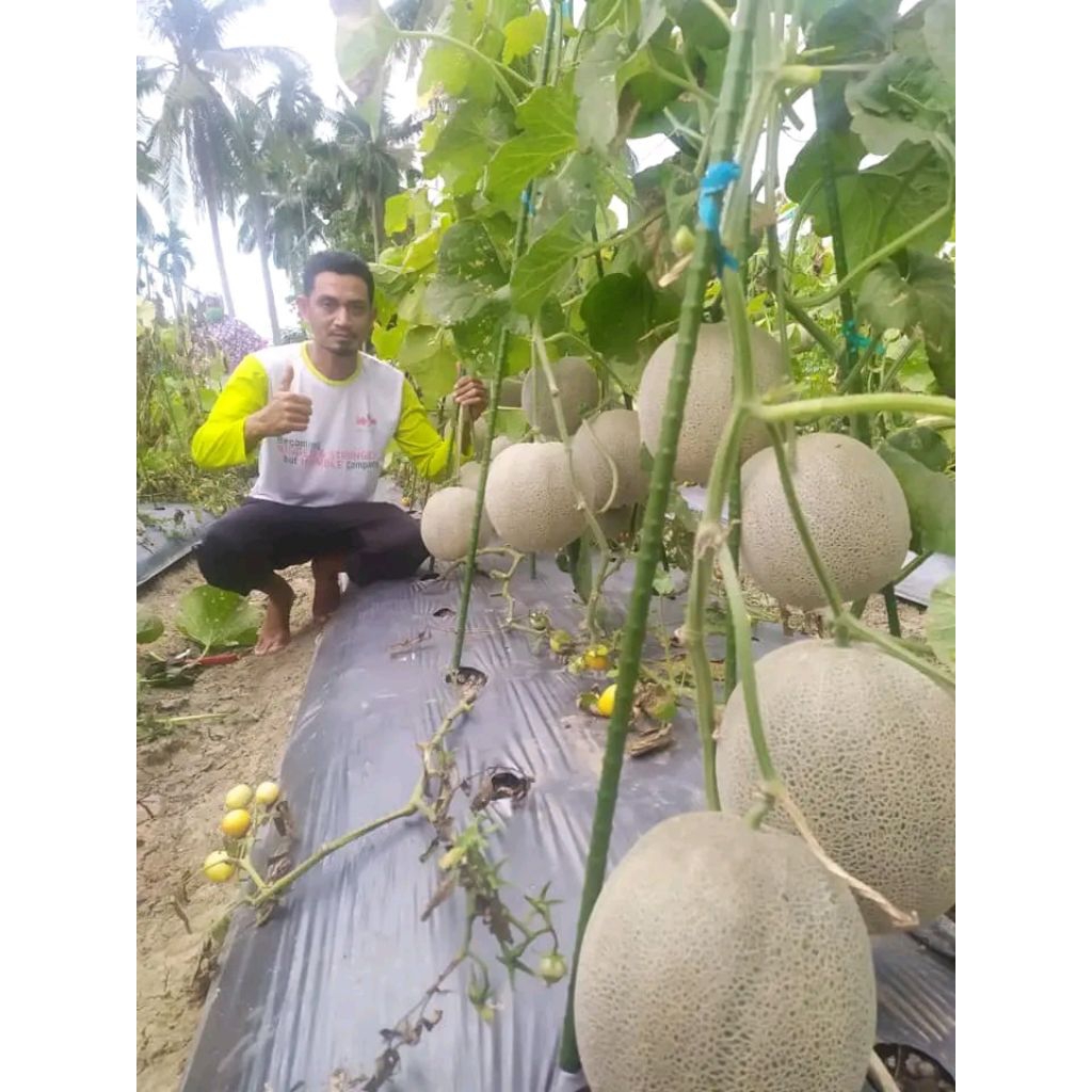 Zico Stored Benih Bibit Melon Orange Aiko F1, Tahan Penyakit Dan Virus. Setara Delon 65 Jaminan 99%