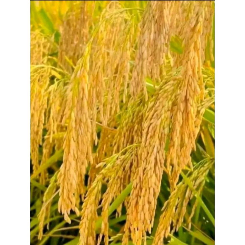 BENIH PADI SRI DELA ORIGINAL KEMASAN 1KG