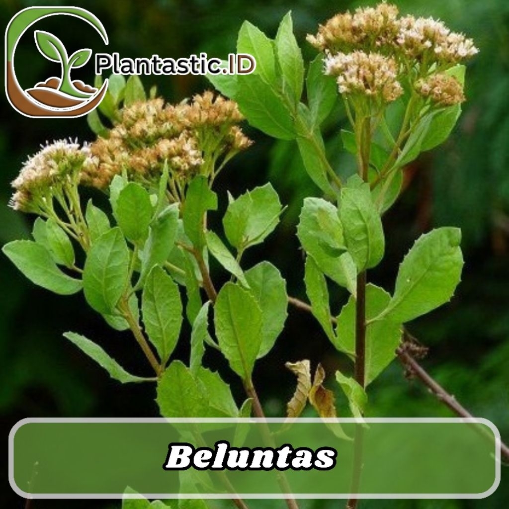 Tanaman Beluntas Hidup – Tanaman Pagar & Herbal Alami