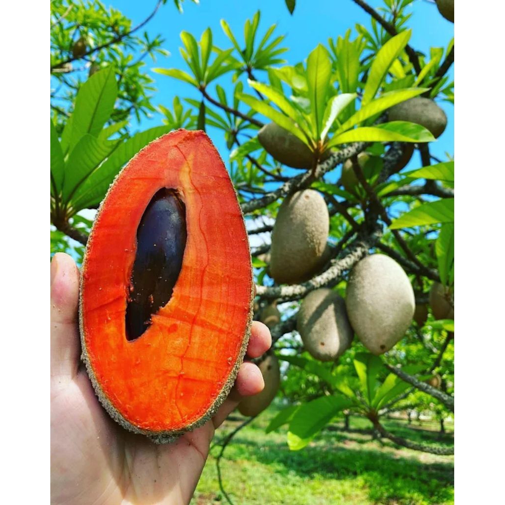 Bibit Mamey Sapote Magana Sawo Jumbo