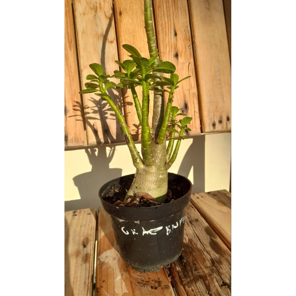 Adenium Arabicum Godji x BNFK