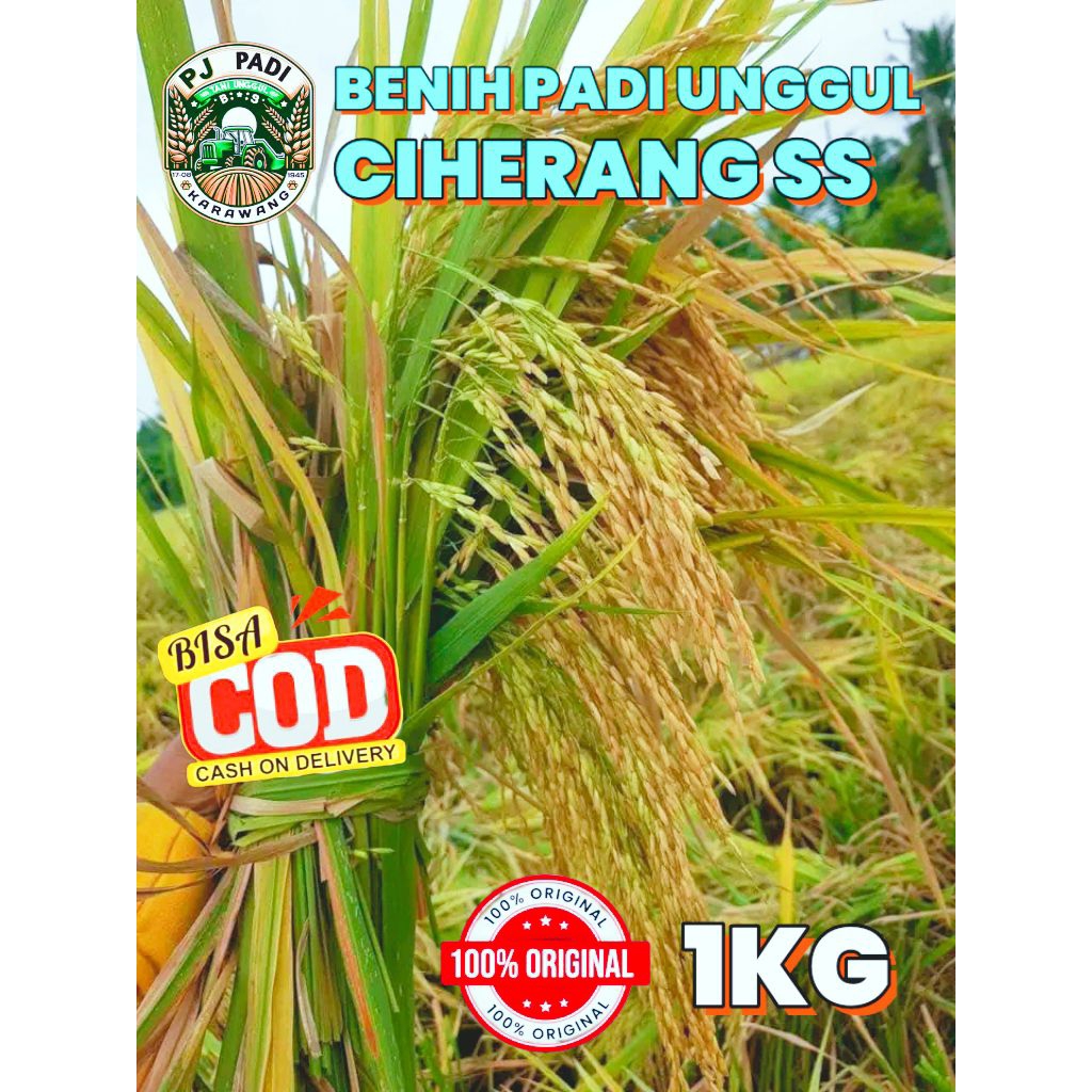 BENIH PADI UNGGUL BERKUALITAS CIHERANG SS KEMASAN 1KG