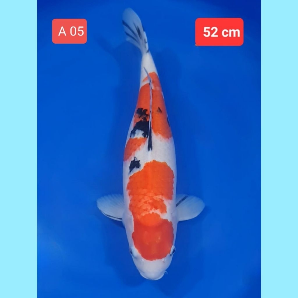 ikan koi premium showa sanke kohaku kolam A pertama