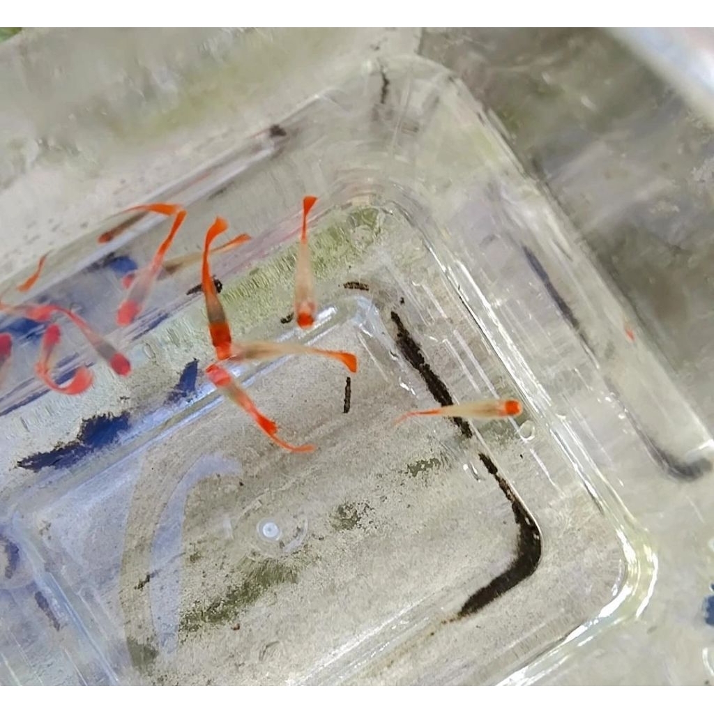 ikan hias Guppy platinum koi (WAJIB PILIH JASA KIRIM INSTAN)