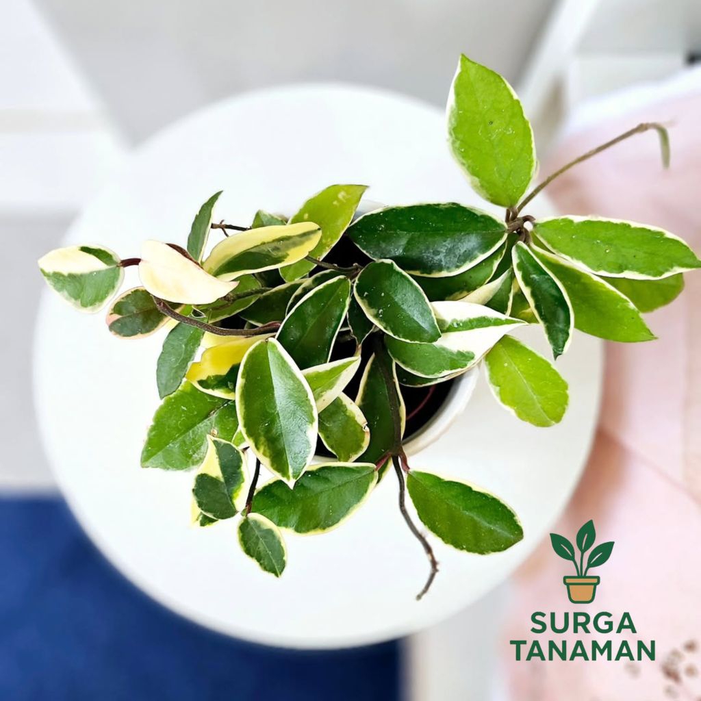 Tanaman indoor hoya carnosa crimson queen - tanaman hoya carnosa crimson queen - tanaman cantik