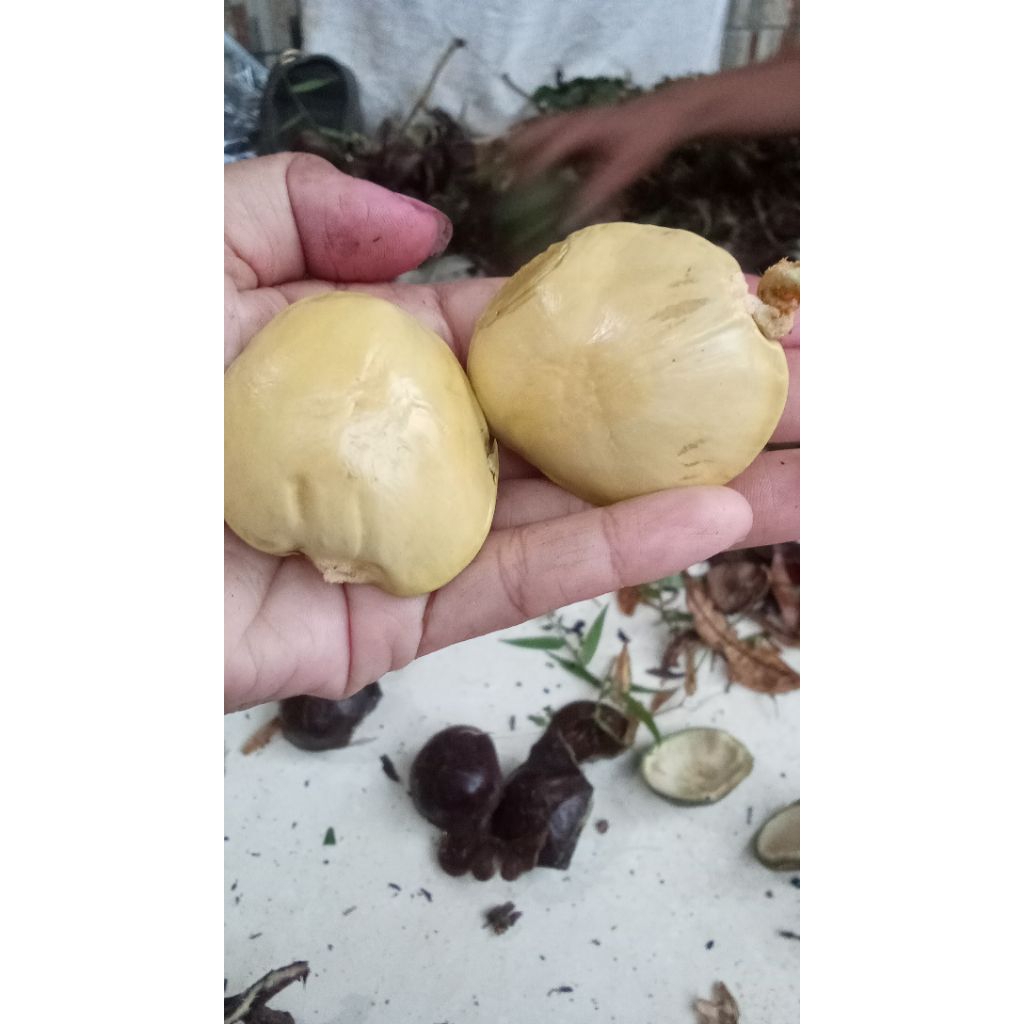 jengkol tua, jengkol gobang