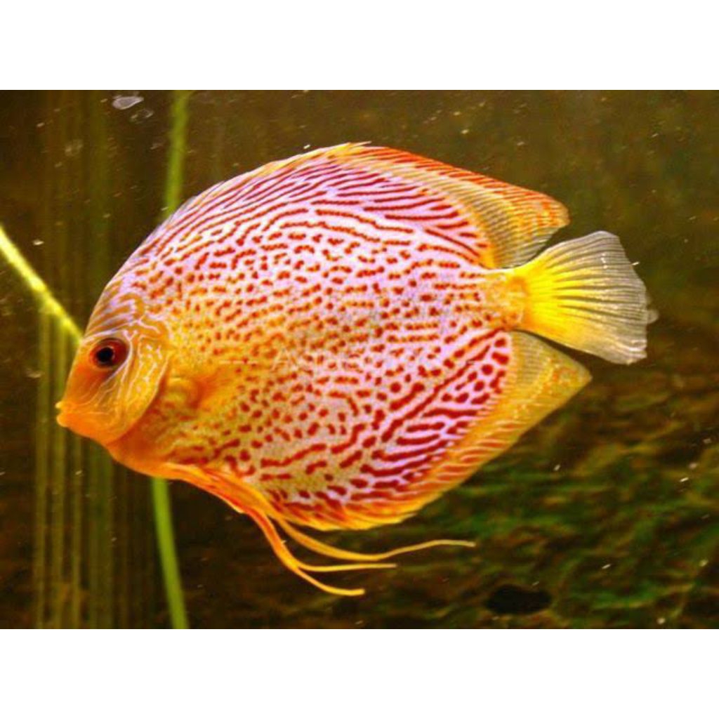 discus yellow pikacu ss line vietnam mulai ukuran 2cm-2inch discus
