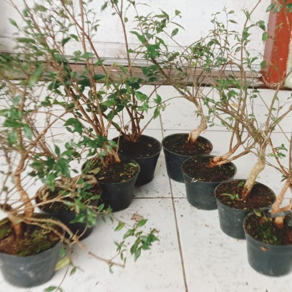 Sakura mikro bahan bonsai 50cm bonggolan