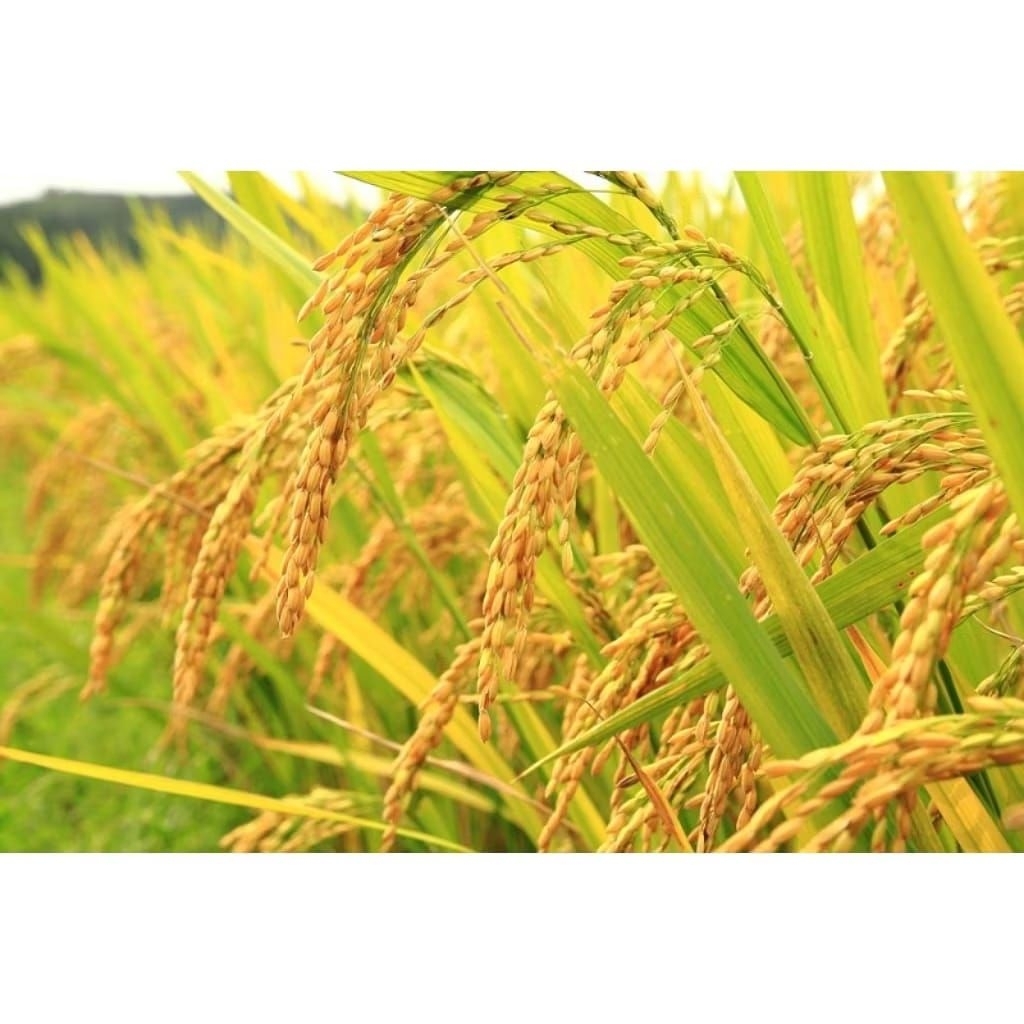 BIBIT PADI BENIH PADI KETAN PUTIH GRENDEL KEMASAN 3KG BIBIT PADI KUALITAS SUPER UNGHUL