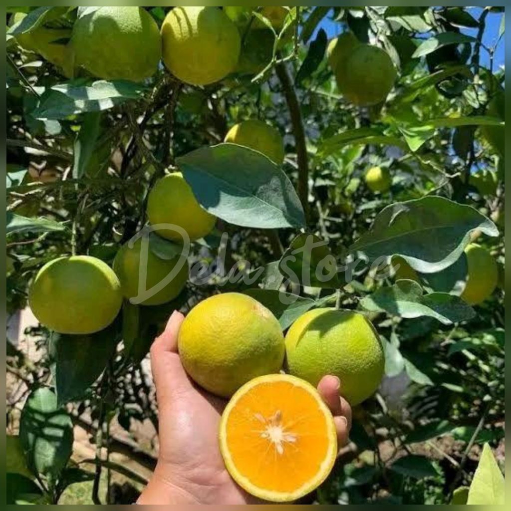 bibit jeruk baby Java nevel madu kondisi berbuah