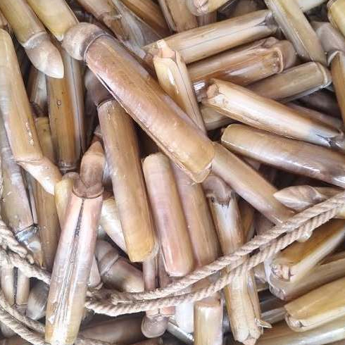 Kerang Bambu 1Kg Kerang Bambu Segar Seafood Segar Kerang Laut