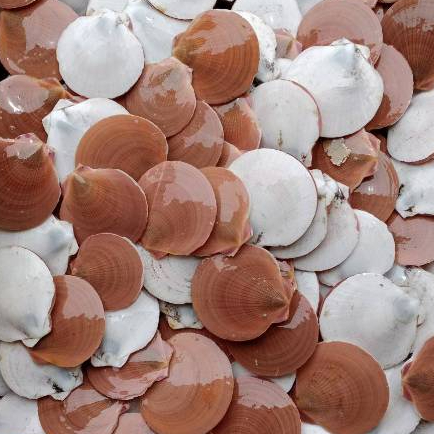 Kerang Simping 1Kg Kerang Simping Segar Kerang Srimping Kerang Kipas Seafood Segar Kerang Laut