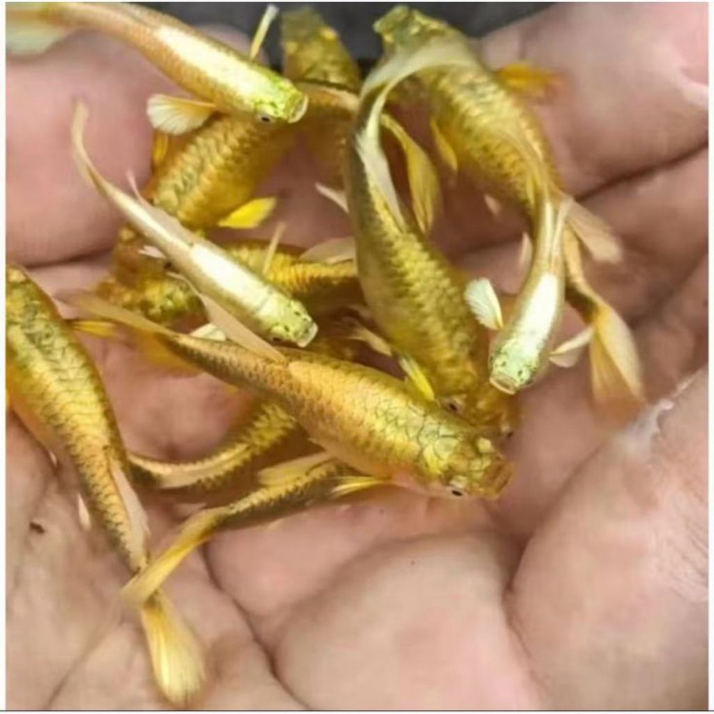 ikan guppy full gold sepasang