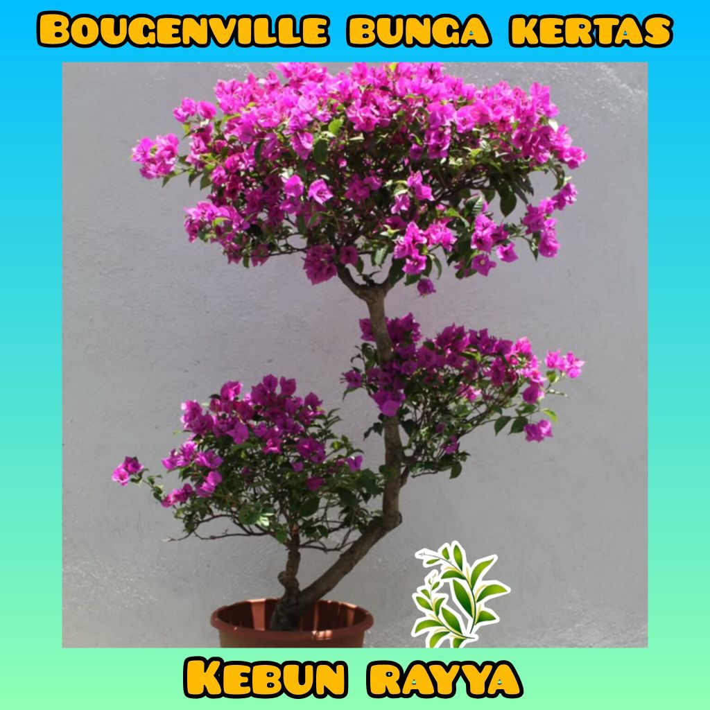 Tanaman Bougenville Hidup, Bougenville SGP, Bahan Bougenville Bonsai, Bougenville (Random)