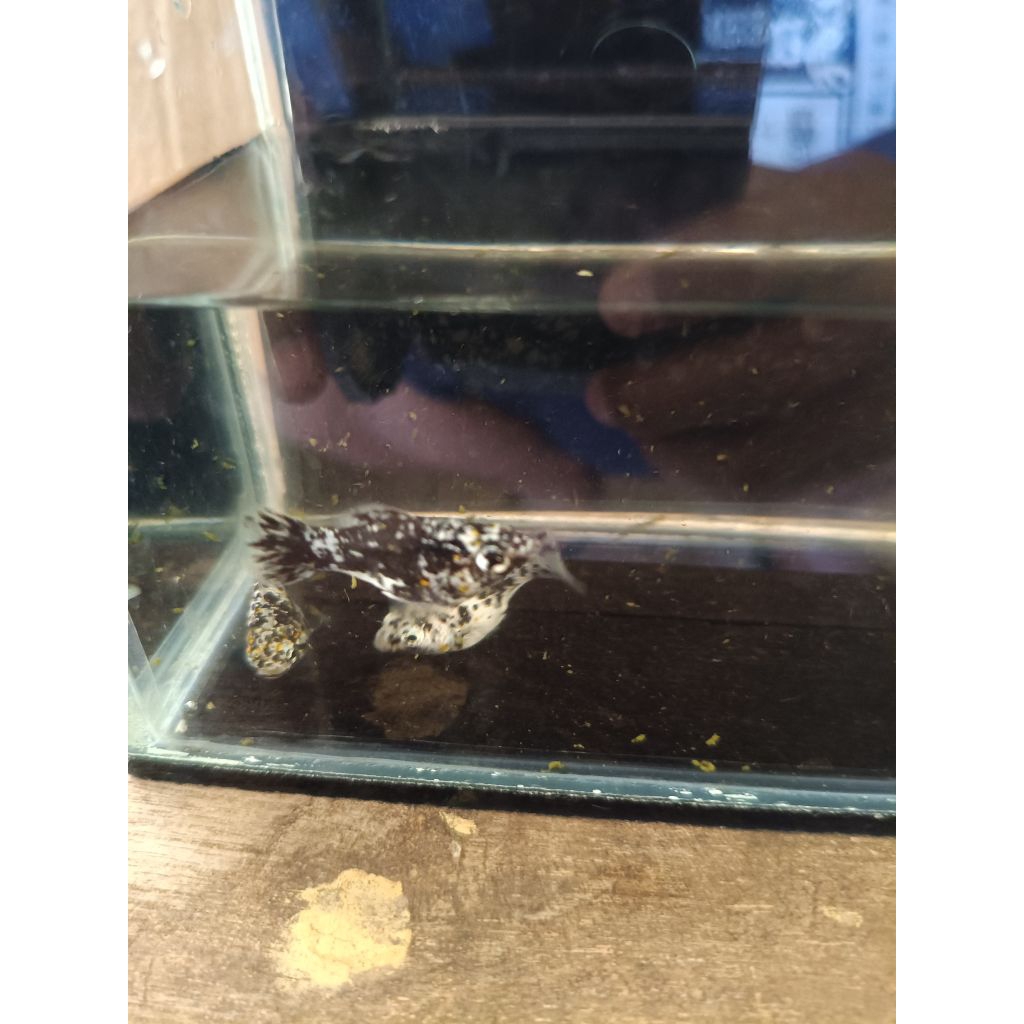 hiasan ikan molly / moli / moly balon marble indukan