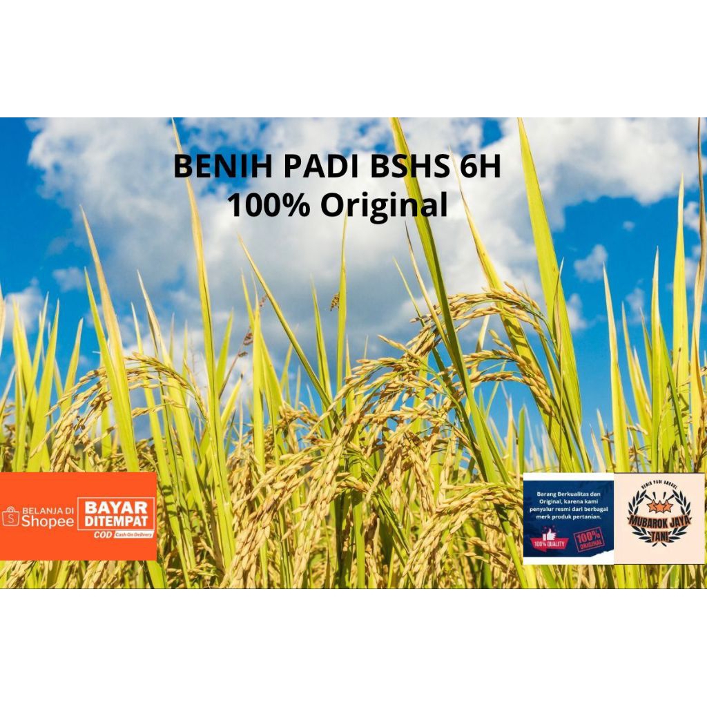 BENIH PADI BSHS 6H Original 5KG