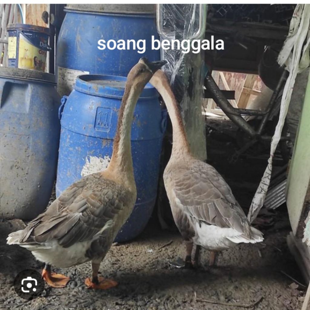 soang Benggala dewasa  sepasang